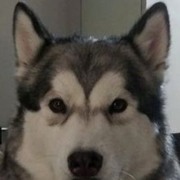 Alaskan Malamutes from Crosswynds Kennels