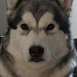 Alaskan Malamutes from Crosswynds Kennels