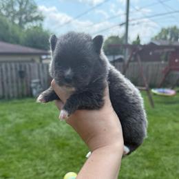 Blue female - Blue female Pomeranian puppy in Oak Lawn, Illinois from Pomeranian Boutique