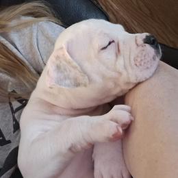Marshmallow - White male American Bulldog puppy in Three Rivers, Michigan from Jemms Kennels