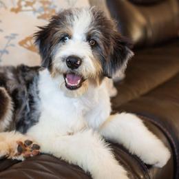 Theo - Blue merle male Aussiedoodle puppy in Tonopah, Arizona from Kae's Kennels
