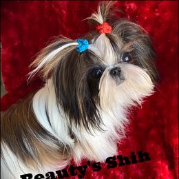 Lincoln - Shih Tzu