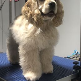 Cocker Spaniel Puppies from Opalina Cocker Spaniels