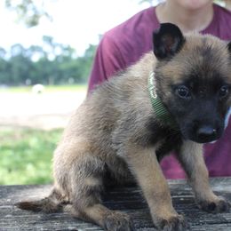 Belgian Malinois Puppies from Malinois v Cloven Hoof