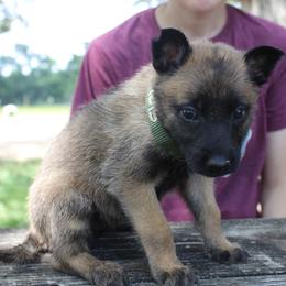 Belgian Malinois Puppies from Malinois v Cloven Hoof