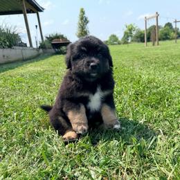 Boy 3 - Black tri male Miniature Australian Shepherd puppy in Arcadia, Indiana from Sunset Cowgirl Mini Aussies