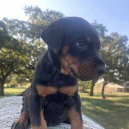 Max - Black and rust male Doberman Pinscher puppy in Boyd, Texas from Team Feem Breeders