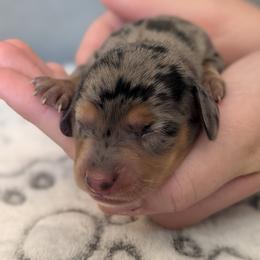 Hermione Granger - Dapple female Dachshund puppy in Scottsdale, Arizona from Floppy Eared Friends Miniature Dachshund and  Bassett Hounds