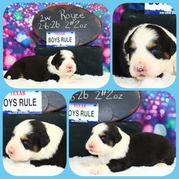 Rolls Royce - Black tri male Toy Australian Shepherd puppy in Levelland, Texas from Once Upon a Time Aussies