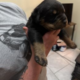Rottweiler Puppies from Von Locher Rotties