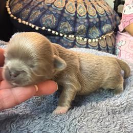 Silver - Lilac female Shih Tzu puppy in Citrus Heights, California from The Lion dog Shih Tzu