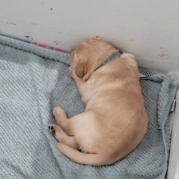 Labrador Retriever Puppies from Gentry Labs