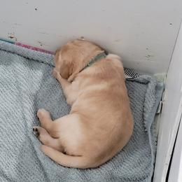 Labrador Retriever Puppies from Gentry Labs