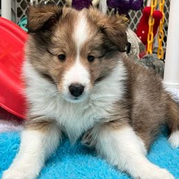 Shetland Sheepdog Puppies from Cheri Spangler's Shetland Sheepdogs