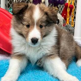 Shetland Sheepdog Puppies from Cheri Spangler's Shetland Sheepdogs