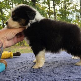 Boy 3 - Black tri male Miniature American Shepherd puppy in Bowling Green, Kentucky from Flawlessly Kennel