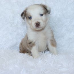 Boy 4 - Red merle Australian Shepherd puppy in Cleburne, Texas from Hudson Farm