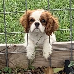 Cavalier King Charles Spaniel Puppies from Reynolds Farms Cavaliers