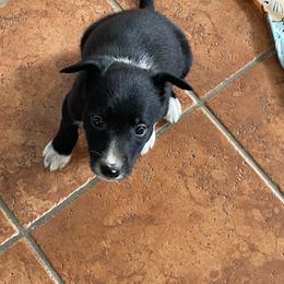 Orange collar 2 - Border Collie puppy in Kenefic, Oklahoma from Woolly Farms