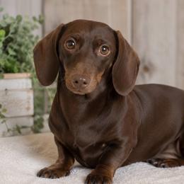 Judy Poo - Dachshund