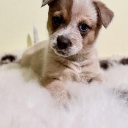 Tamworth - Red speckled female Australian Cattle Dog puppy in Pierpont, Ohio from Spotted Ewe ACDs