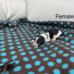 Double Doodle Puppies from Kirkham Doods