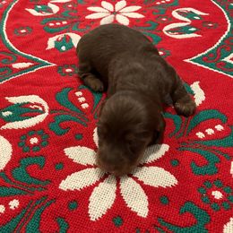 Boy 4 - Black and tan male Dachshund puppy in Gilbert, South Carolina from Gena’s Dachshunds