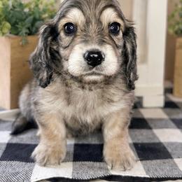 Green collar male - Cream male Dachshund puppy in Wylie, Texas from Karas Royal Dachshunds