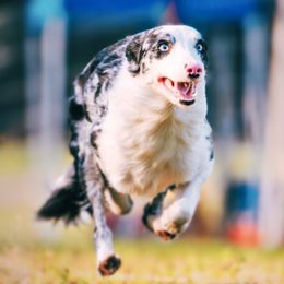 Tavi - Border Collie