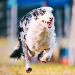 Tavi - Border Collie