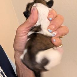Mocha - Tricolor female Shih Tzu puppy in Choctaw, Oklahoma from Karen Elliott