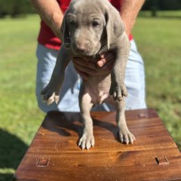 Weimaraner Puppies from Georgia Line Weimaraners