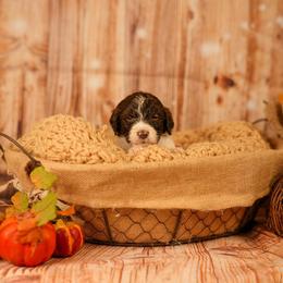 Poppy - female Newfypoo puppy in Lancaster, New York from Newfiedoodles of WNY