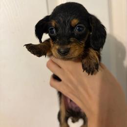 Maxwell - Black and tan male Dachshund puppy in Conroe, Texas from Dots Dachshunds