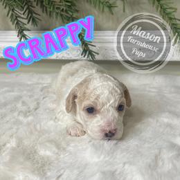 Scrappy - Brown and white male Cockapoo puppy in Anniston, Alabama from Mason Farmhouse Poodles, Doodles & Poos (Breeding & Stud Services)