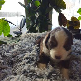 Denali (Yellow) - Red tri-color male Miniature American Shepherd puppy in Griswold, Connecticut from Flatrock's Mini American Shepherd's