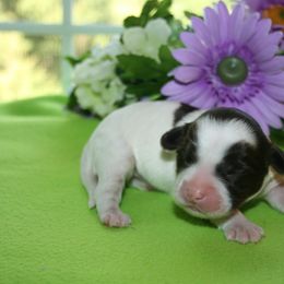 Australian Labradoodle Puppies from Windsor Creek Labradoodles