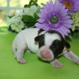 Australian Labradoodle Puppies from Windsor Creek Labradoodles