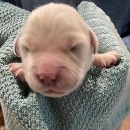 Prince - Light golden male Golden Retriever puppy in Ennis, Texas from Amberidge Golden Retrievers
