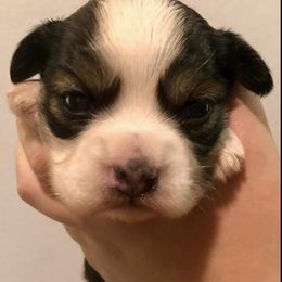 Companion Crosses and Havanese from HannahJoy Hypoallergenic Pups