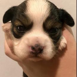 Companion Crosses and Havanese from HannahJoy Hypoallergenic Pups