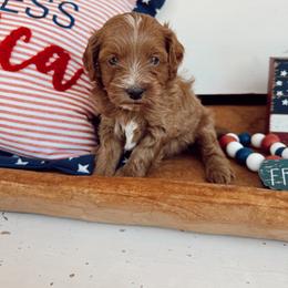 Rocky - Red male Cavapoo puppy in Mesa, Arizona from Pedersendoodles
