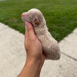 Banner - Cream male Goldendoodle puppy in Spring Hill, Florida from OHDoodles FL