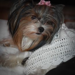 Biewer Terrier and Yorkshire Terrier All Grown Up from Skyridge Puppies