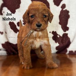 Joe Nichols - Red  male Goldendoodle puppy in Lancaster, Minnesota from North Star Dog Training