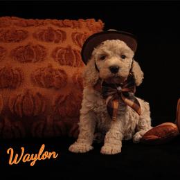 Waylon Jennings - Parti male Poodle puppy in Ten Mile, Tennessee from Bella's Beauties Moyen Poodles