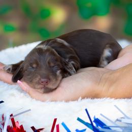 Chloe - Dapple female Dachshund puppy in Fort Myers, Florida from Blossom Paws