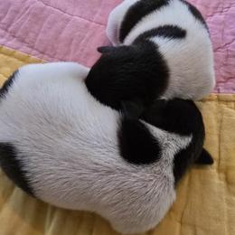 Toy Fox Terrier Puppies from Kitsune