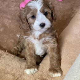 Jasmine - Red female Cavapoo puppy in Sugarcreek, Ohio from True Hearted Doodles