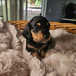 Dachshund Puppies from Pine & Paws Dachshunds